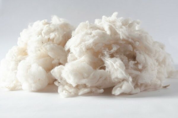 Pure New Zealand wool fibre ready for dying